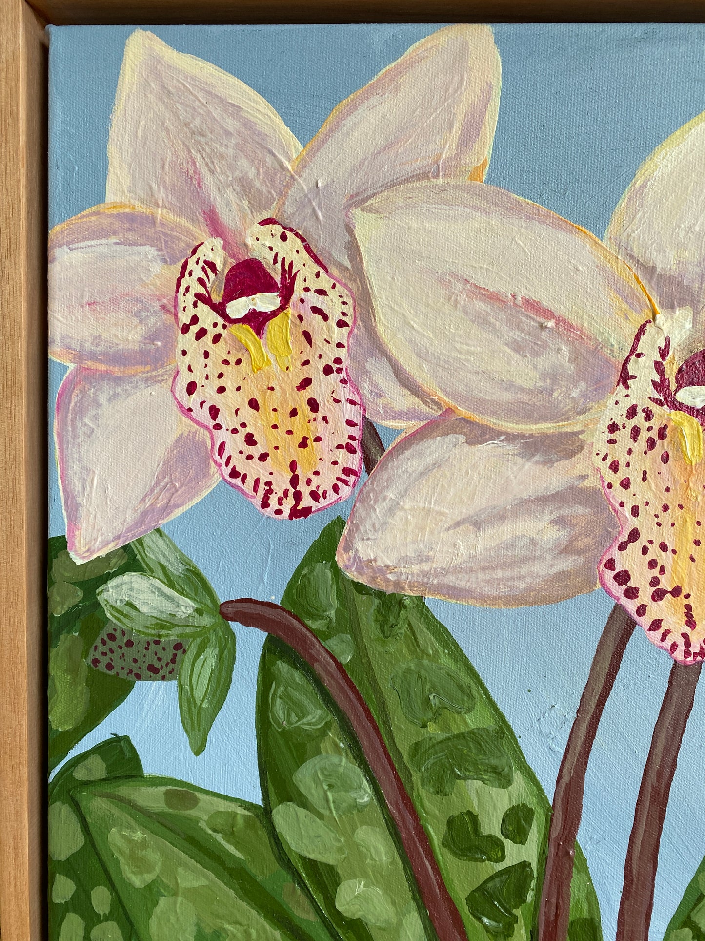 Cymbidium Orchid