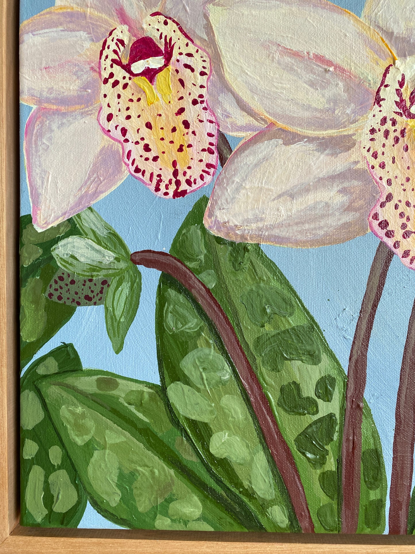 Cymbidium Orchid