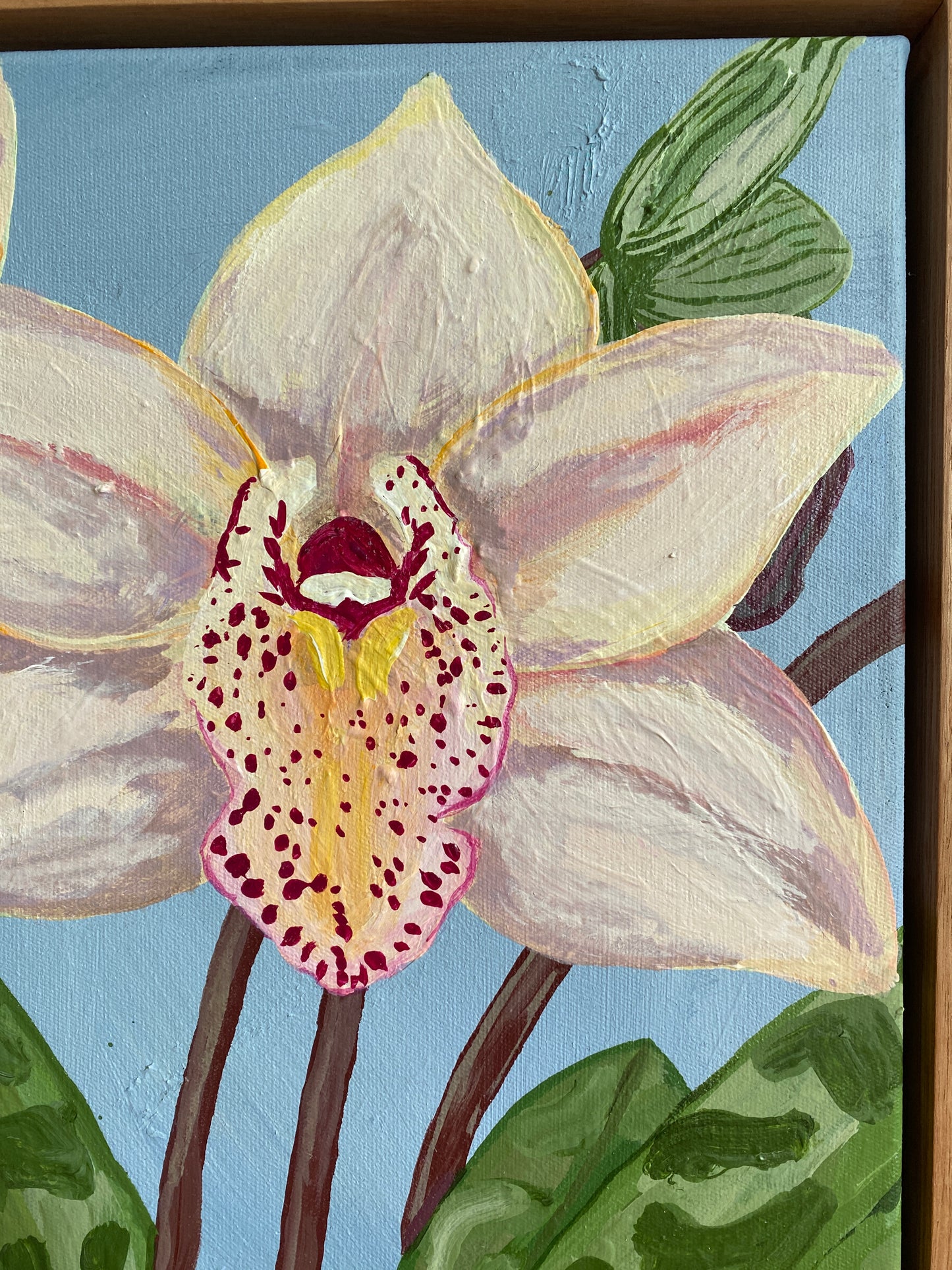 Cymbidium Orchid