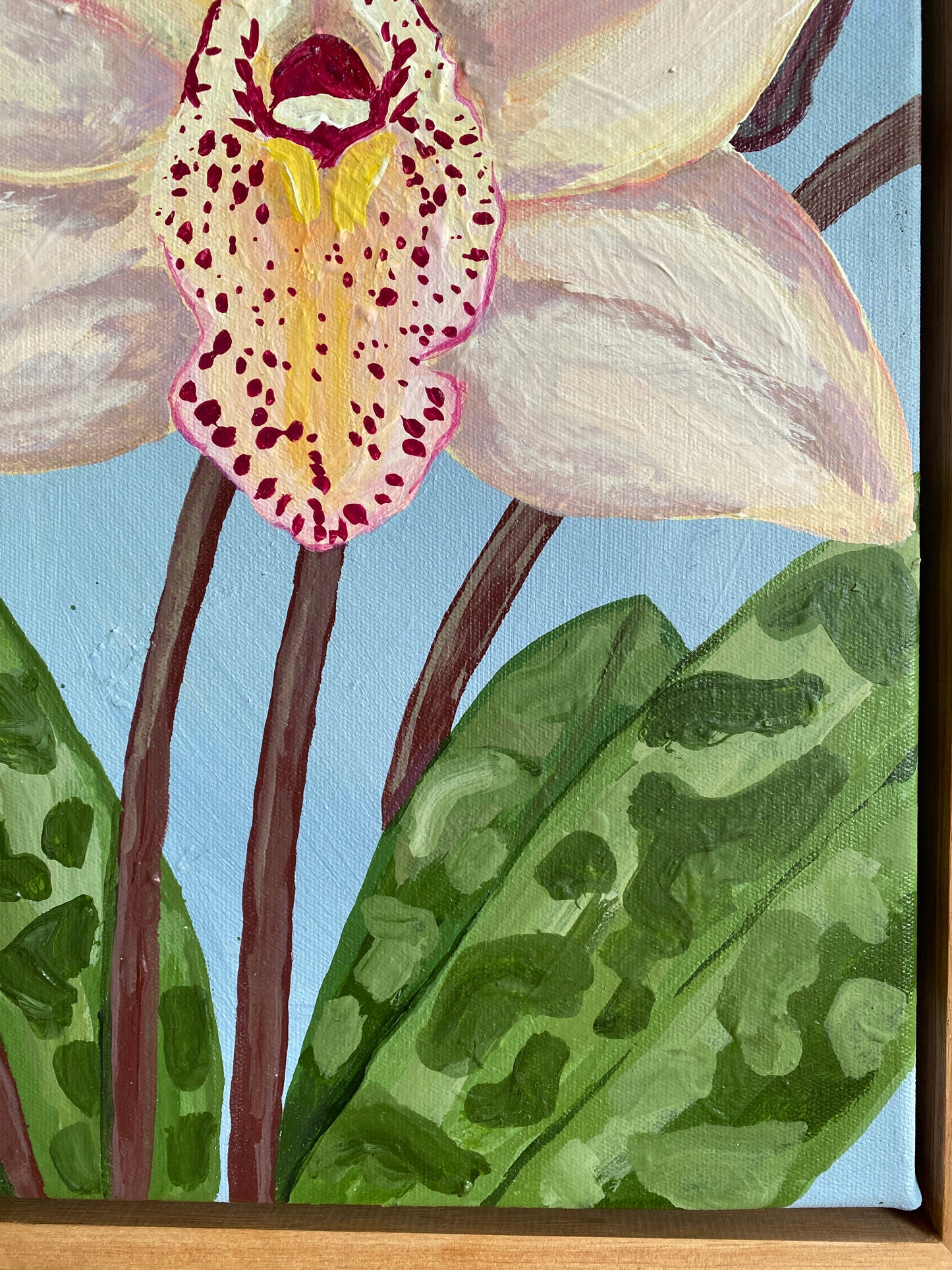 Cymbidium Orchid