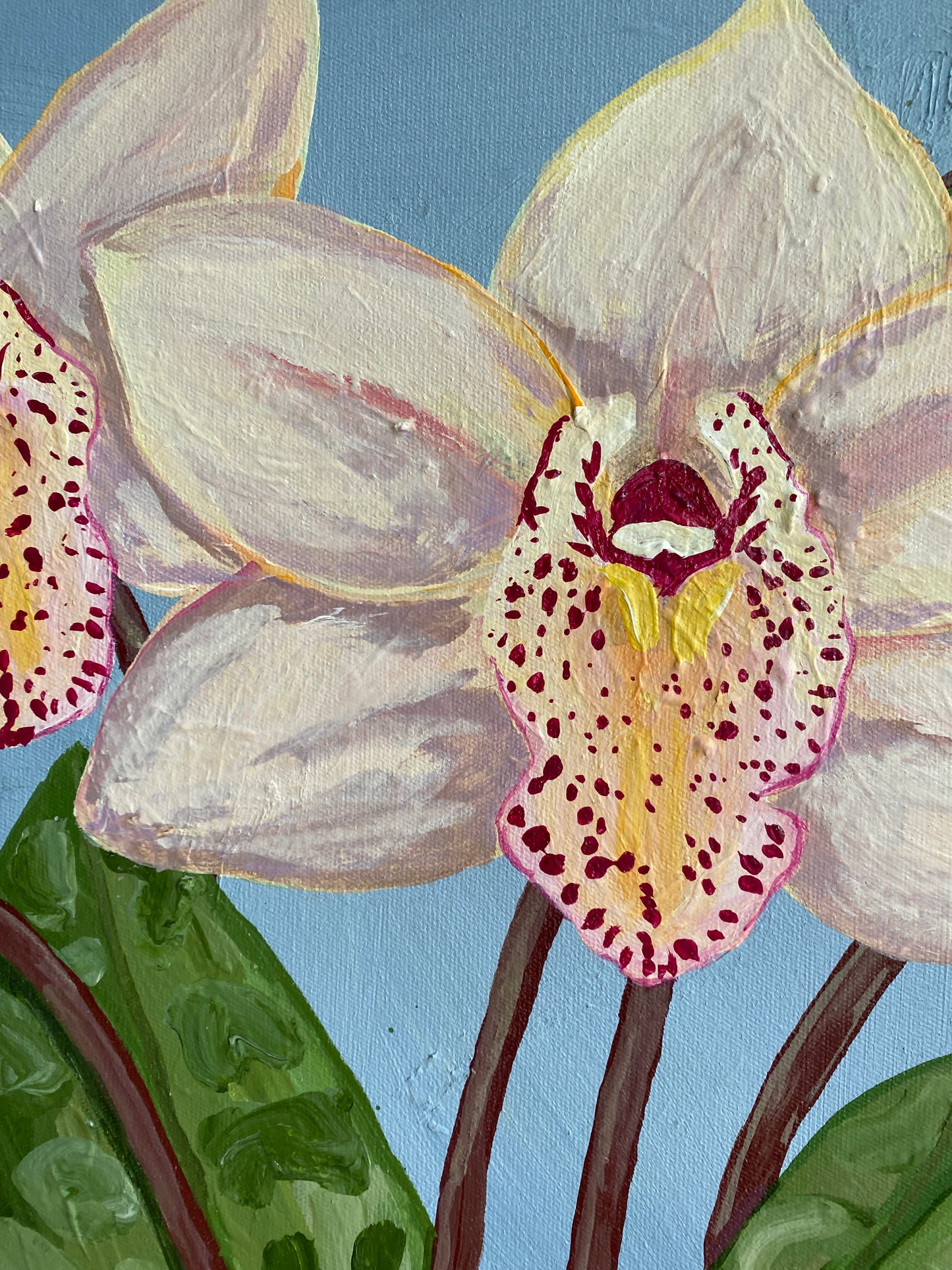 Cymbidium Orchid