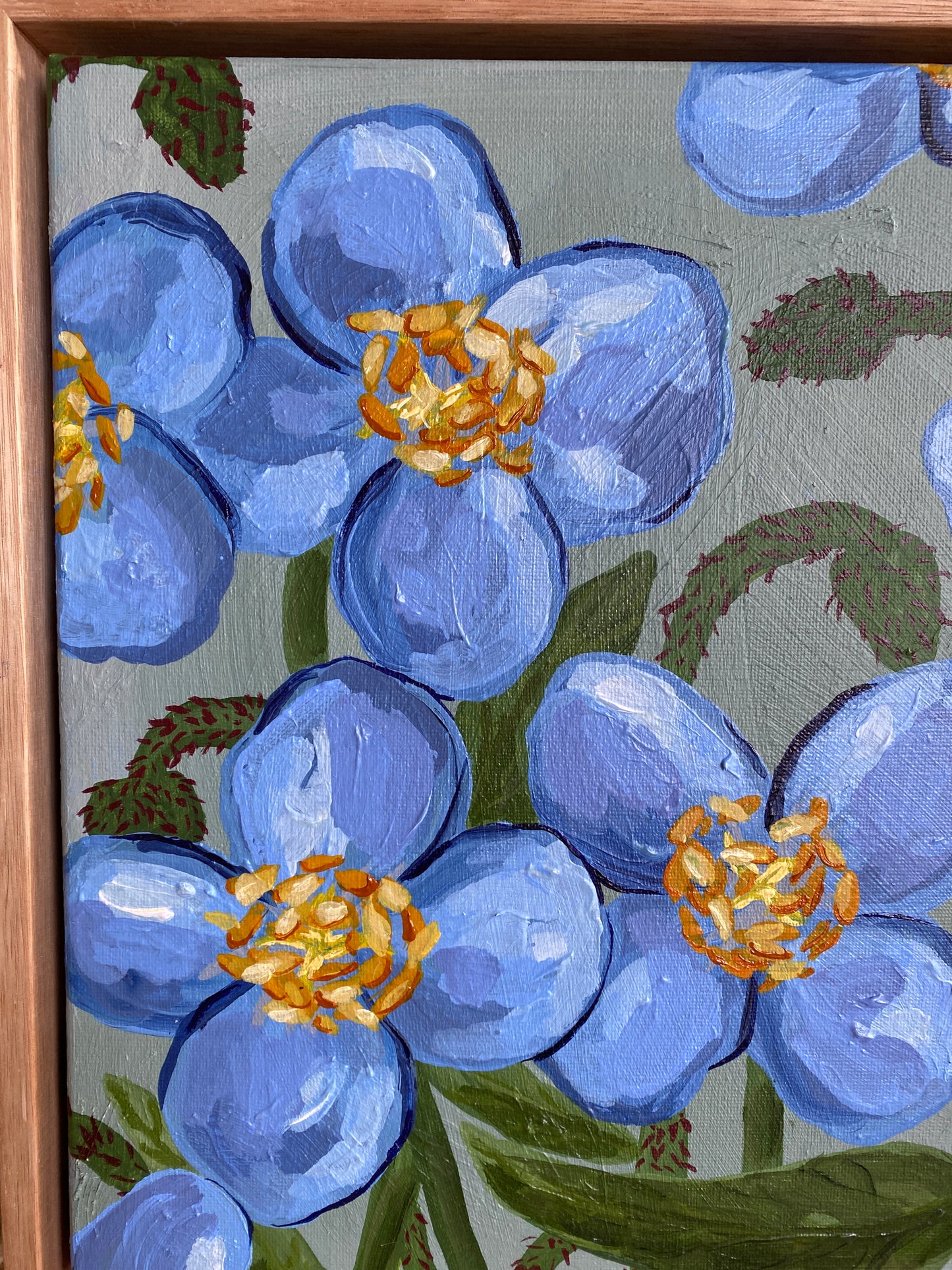 Himalayan Blue Poppy