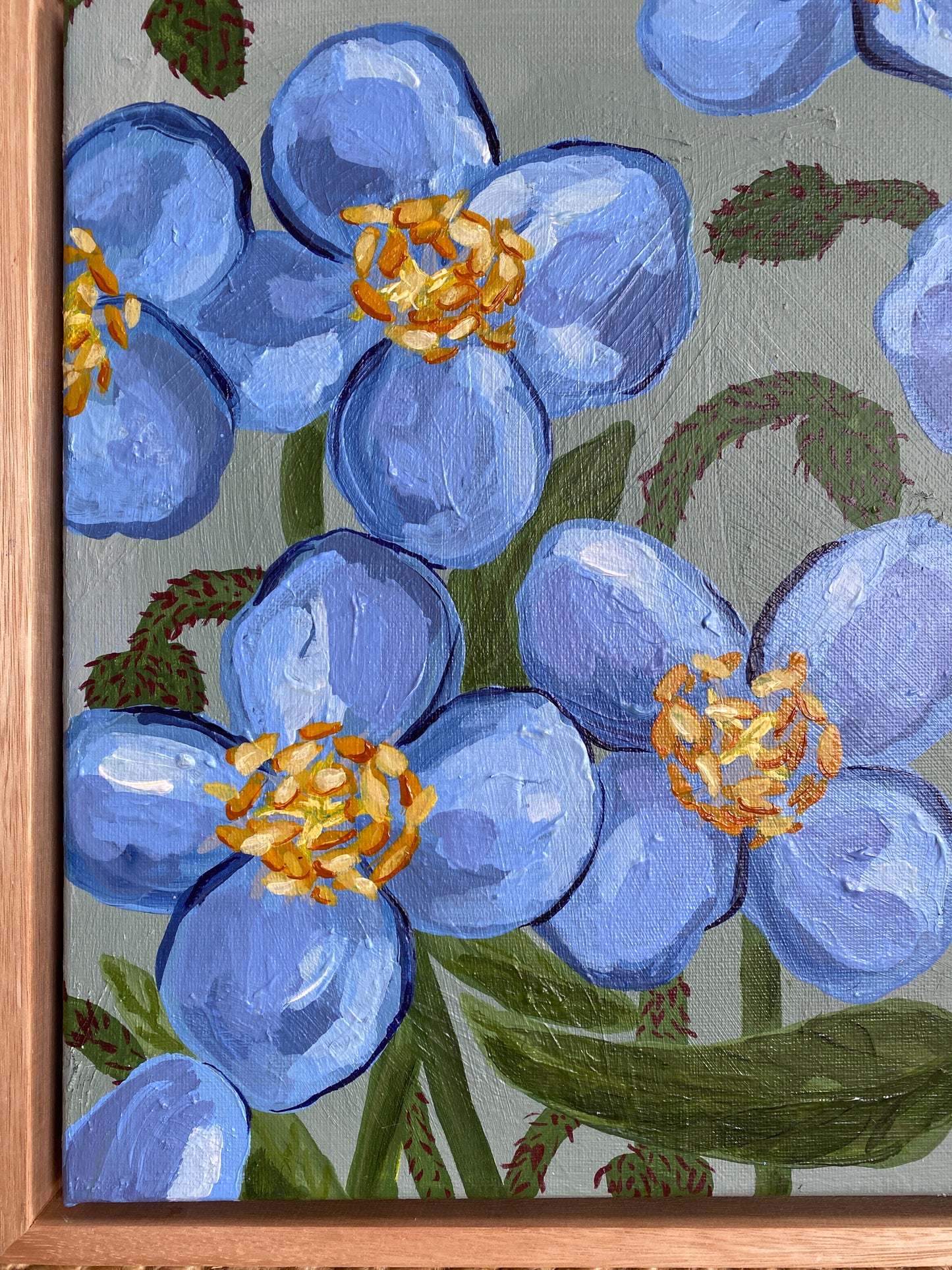 Himalayan Blue Poppy