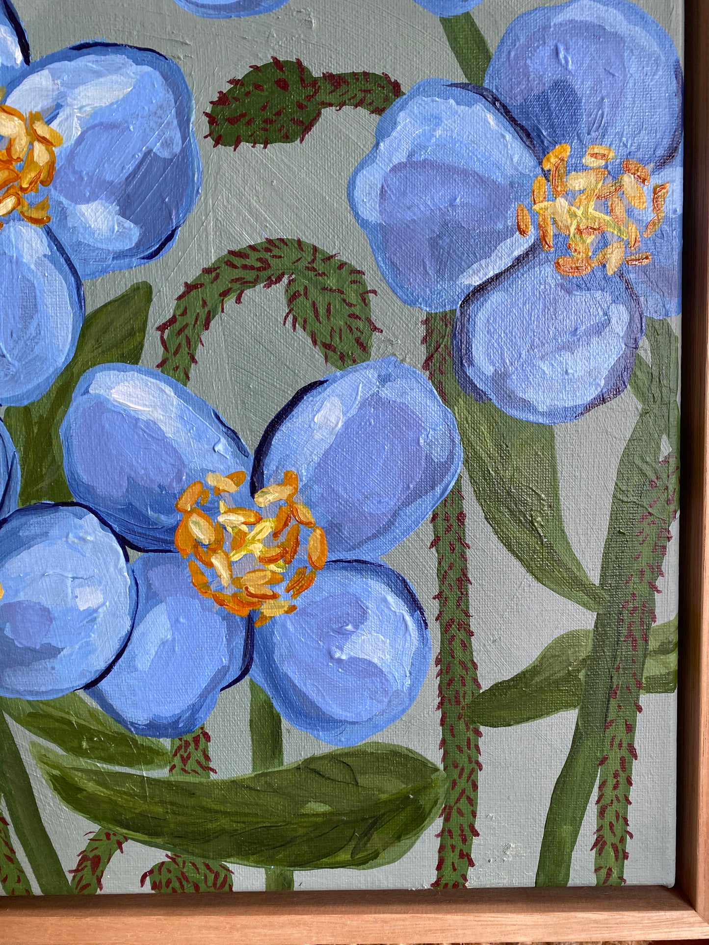 Himalayan Blue Poppy
