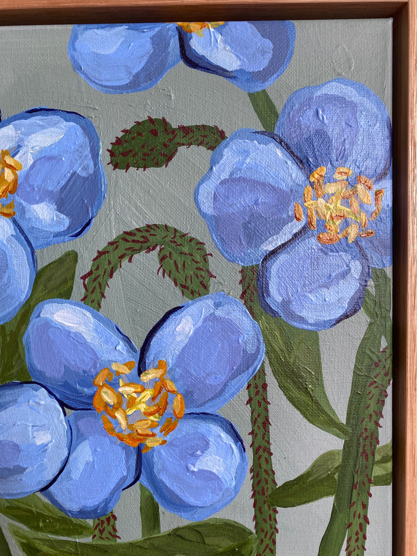 Himalayan Blue Poppy
