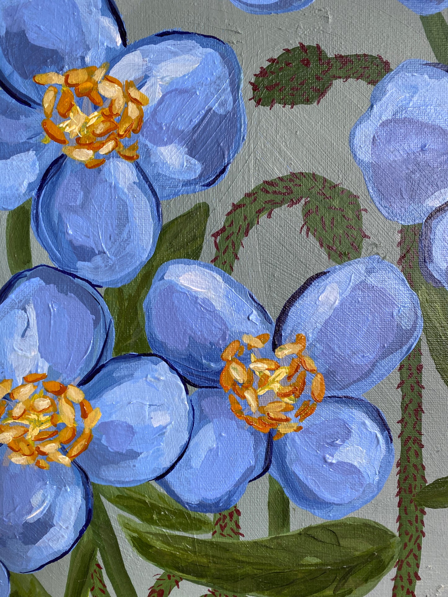 Himalayan Blue Poppy