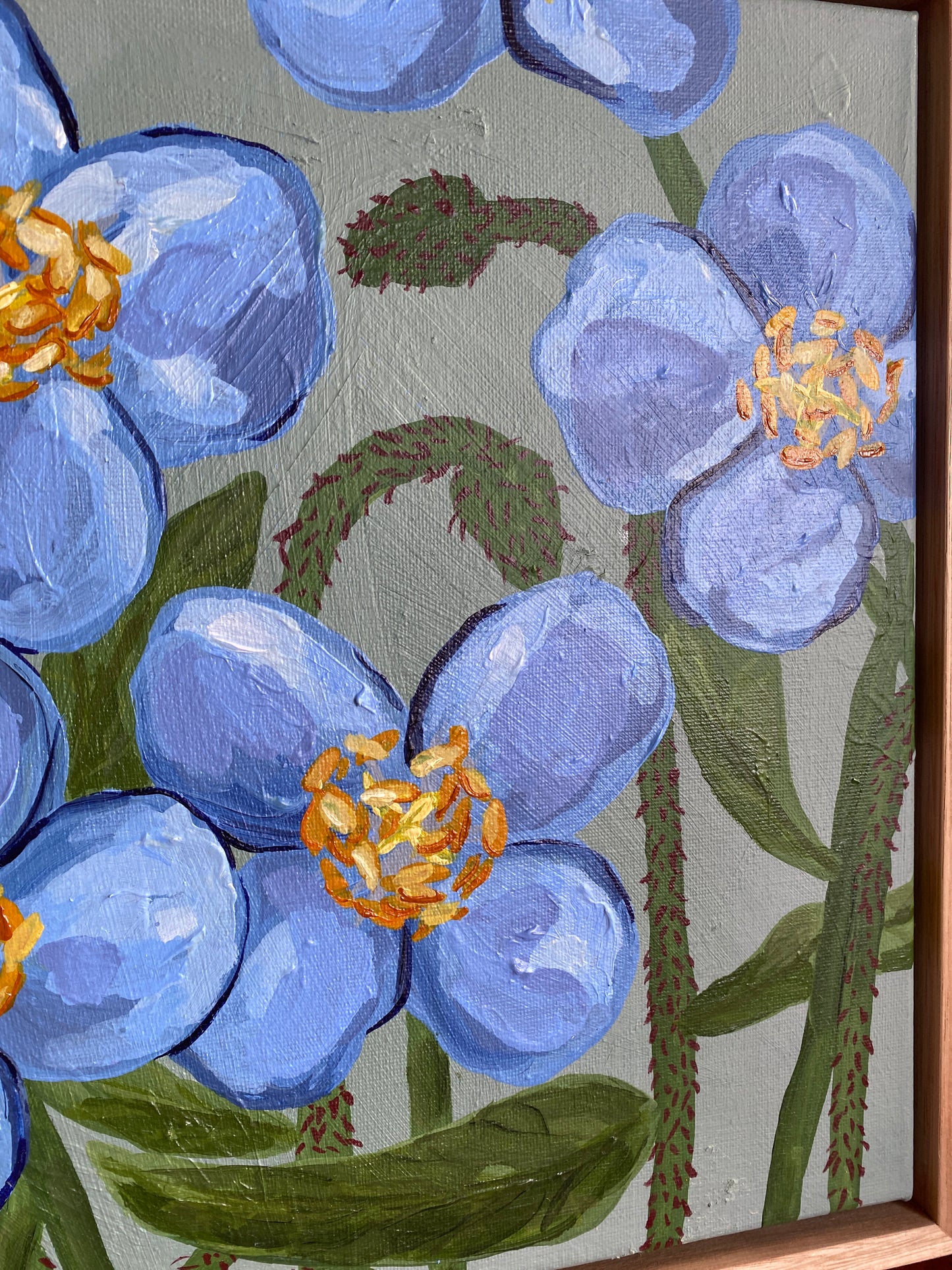 Himalayan Blue Poppy
