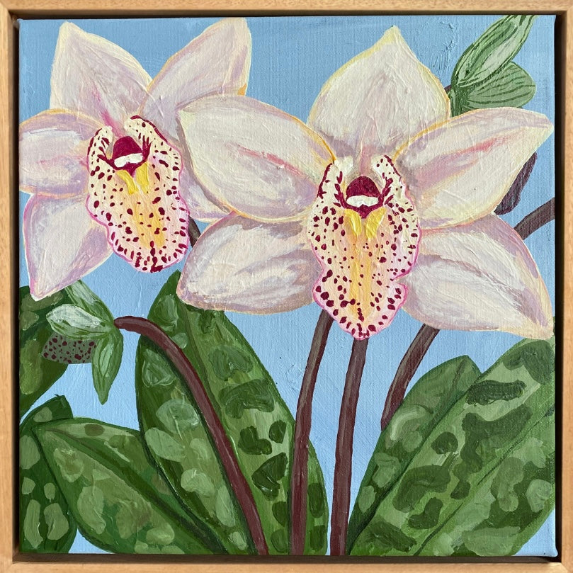 Cymbidium Orchid