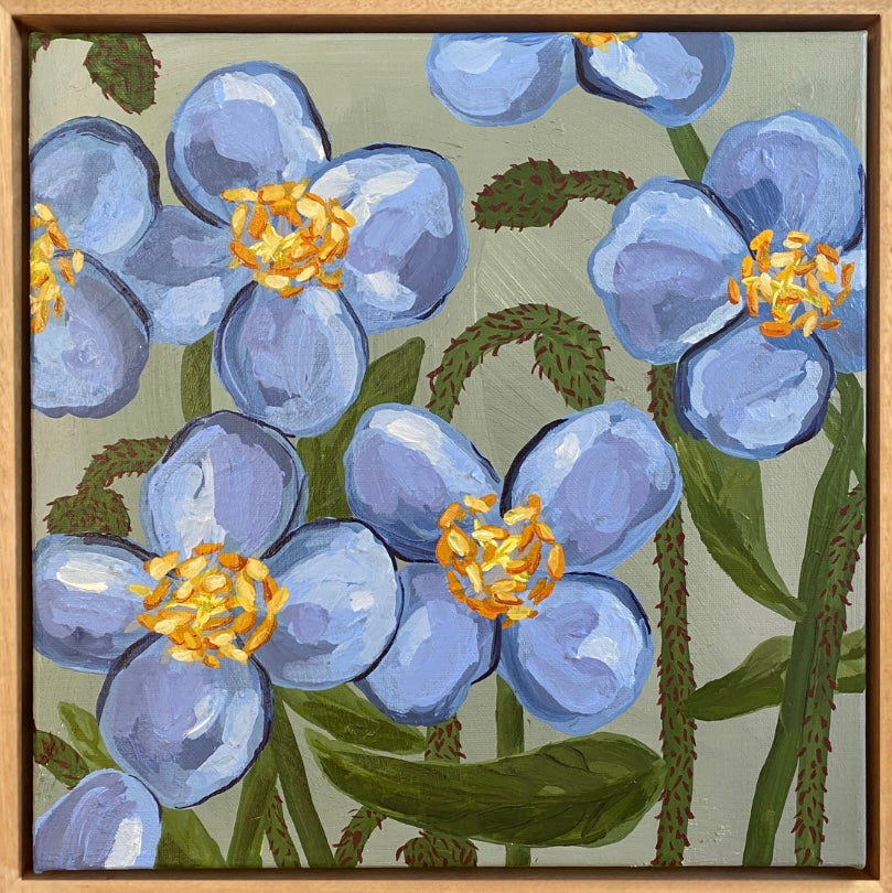 Himalayan Blue Poppy