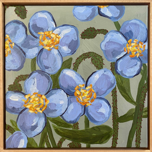 Himalayan Blue Poppy