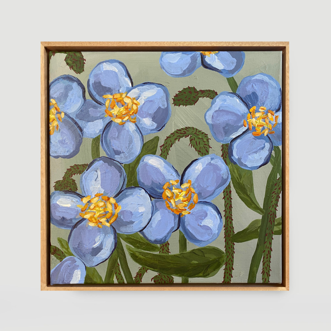 Himalayan Blue Poppy