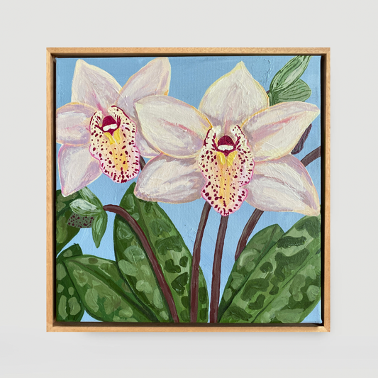 Cymbidium Orchid